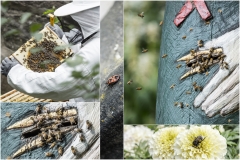 Insekten