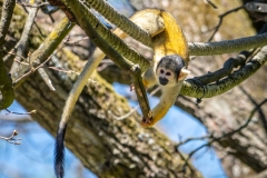 Affe1