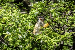 Affe2