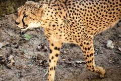 Gepard1