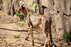 Gepard2