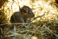 Maus1