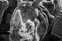 Nashorn