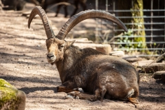 Steinbock