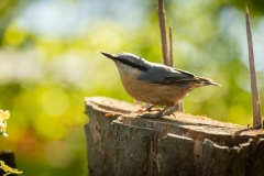 Vogel1